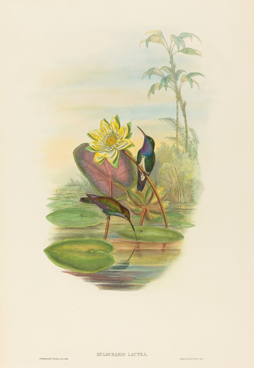 Hylocharis lactea الزمرد الياقوت الصدر. التأليف: جون جولد ، هنري قسطنطين ريختر. بواسطة جون جولد وهنري قسطنطين ريختر
