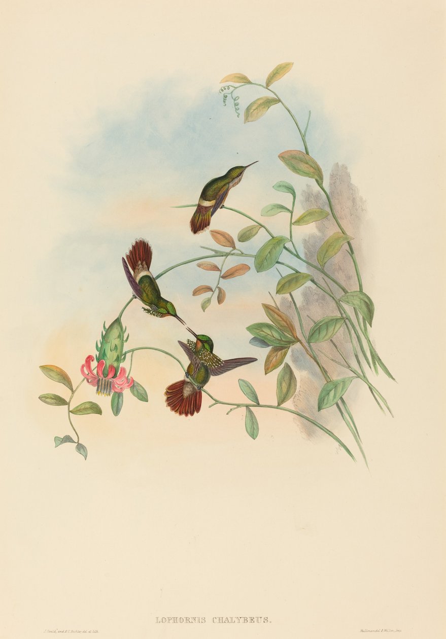 Lophornis chalybeus احتفالي مغناج. التأليف: جون جولد ، هنري قسطنطين ريختر. بواسطة جون جولد وهنري قسطنطين ريختر