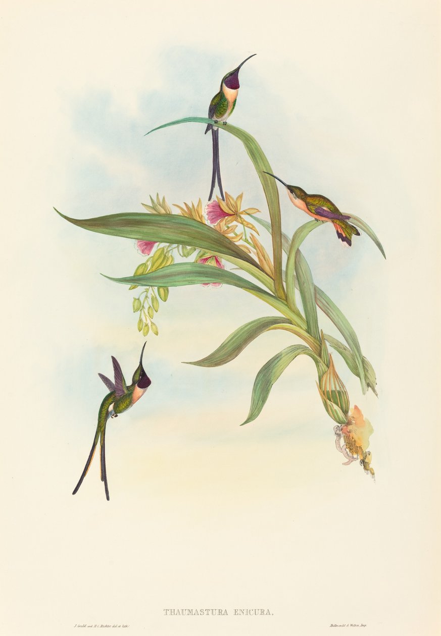 Tharmastura enicura نحيلة القص الذيل. التأليف: جون جولد ، هنري قسطنطين ريختر. بواسطة جون جولد وهنري قسطنطين ريختر