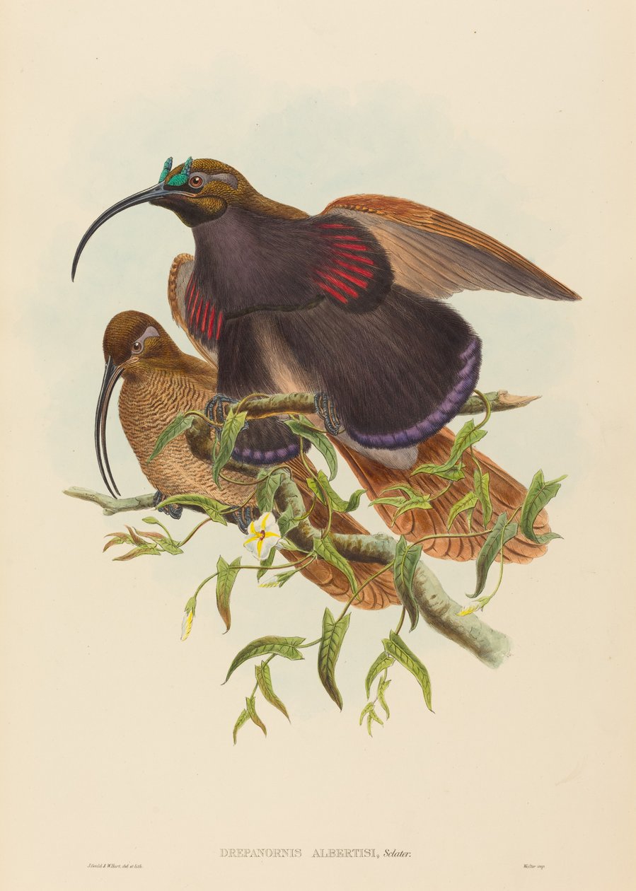Drepanornis albertisi طائر الجنة المنجل الأسود المنقار. التأليف: جون جولد ، ويليام ماثيو هارت. بواسطة جون جولد وويليام ماثيو هارت