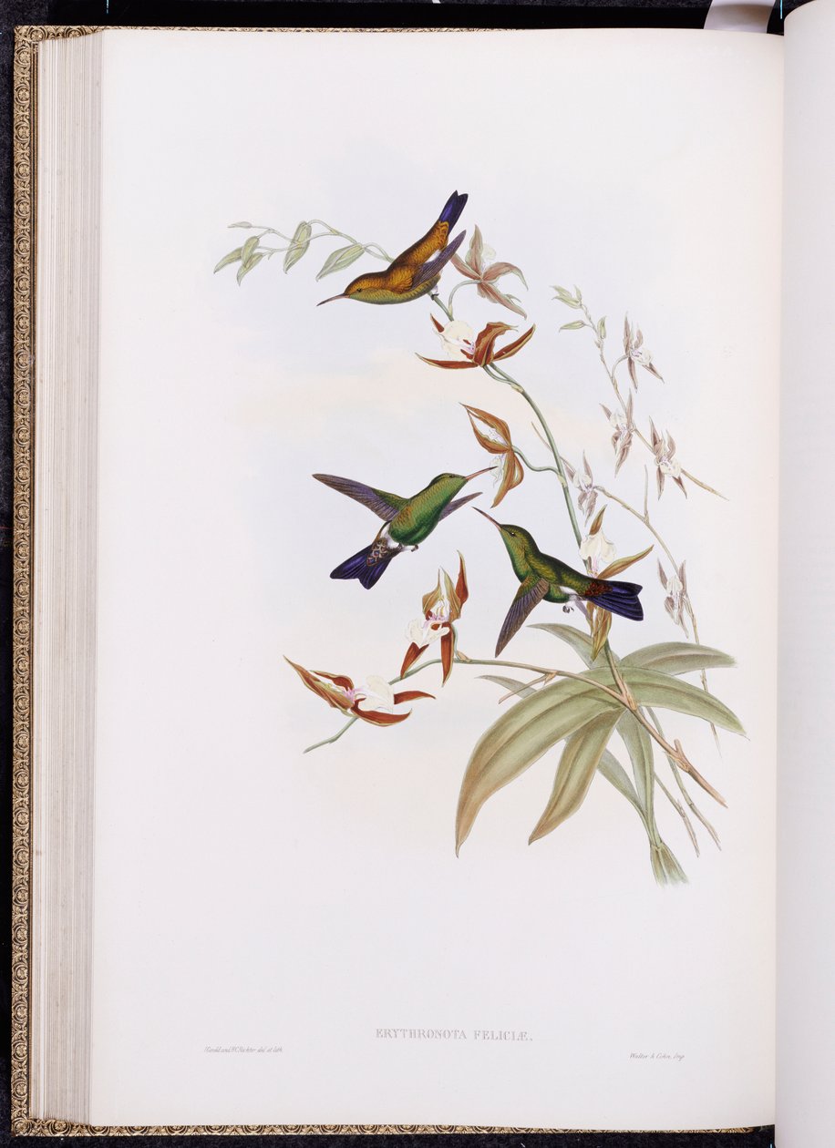دراسة عن Trochilidae ، أو عائلة الطيور الطنانة ، نُشرت في 1849-1861 بواسطة جون جولد