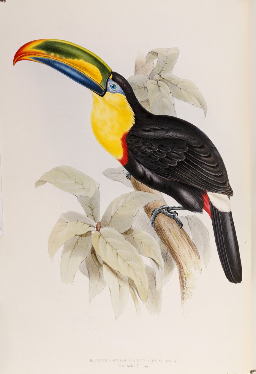 دراسة من Ramphastidae ، أو عائلة الطوقان ، الطبعة الأولى ، نشرت عام 1834 بواسطة جون جولد
