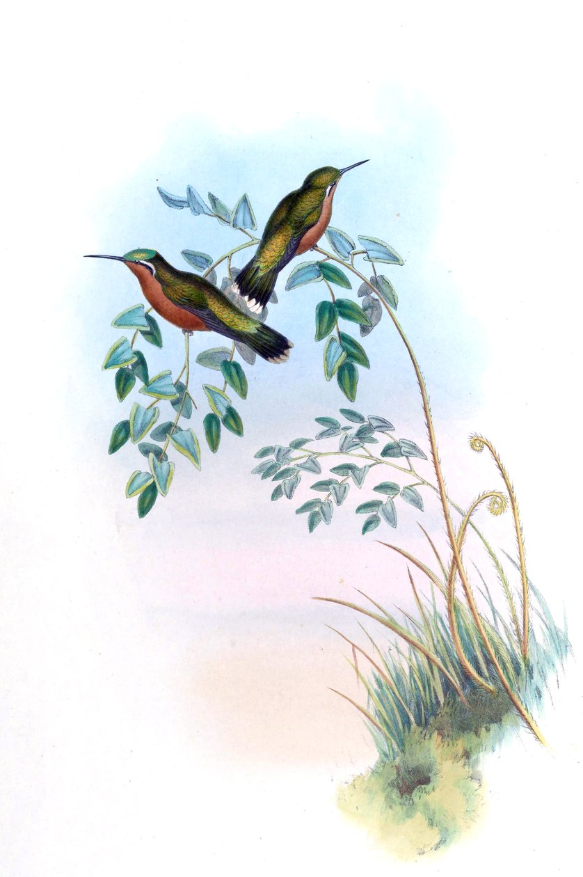 Adelomyia castaneiventris = Lampornis castaneoventris بواسطة جون جولد
