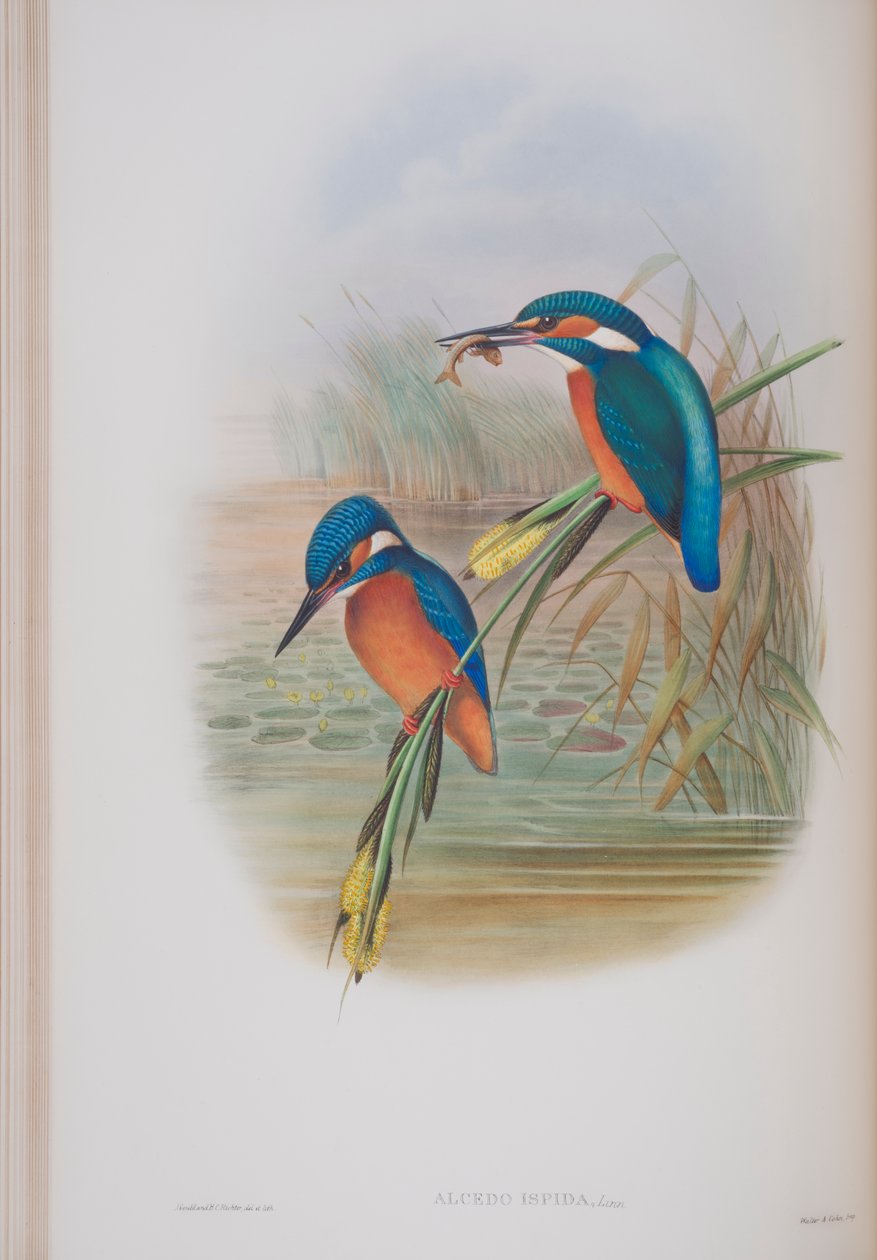 Alcedo Ispida ، لوحة من طيور بريطانيا العظمى جون جولد ، نشرت 1862-1873 (ليثو ملون باليد) بواسطة جون جولد