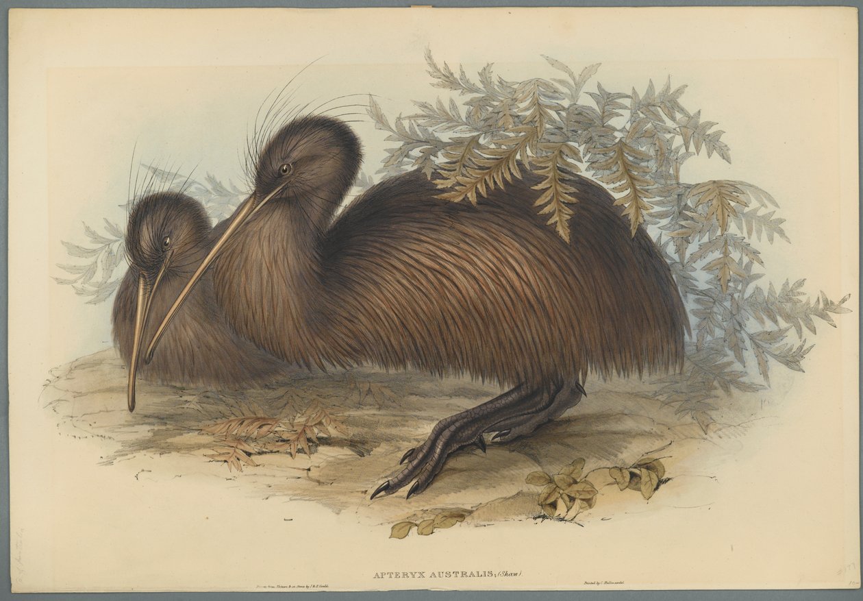 Apteryx Australis (ليثو ملون على ورق منسوج) بواسطة جون جولد