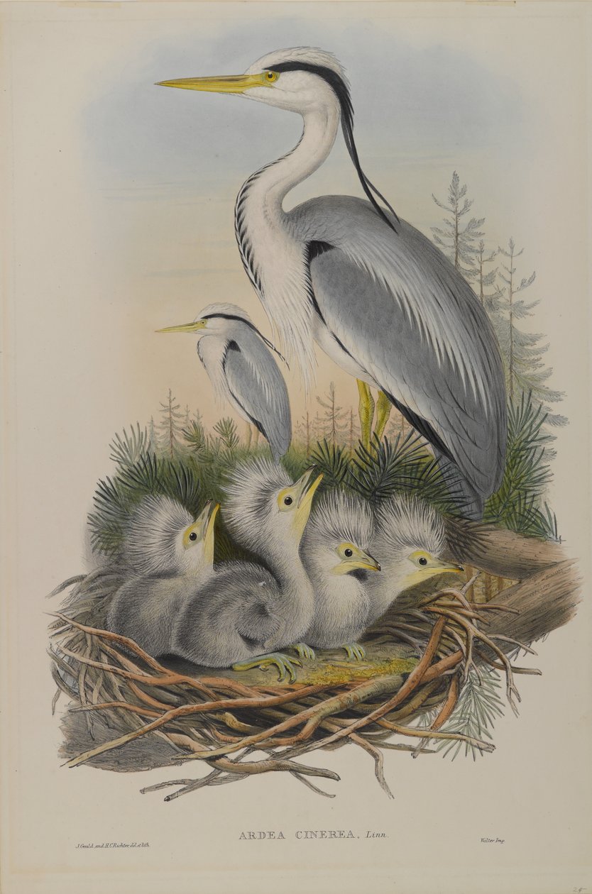 Ardea Cinerea - هيرون بواسطة جون جولد