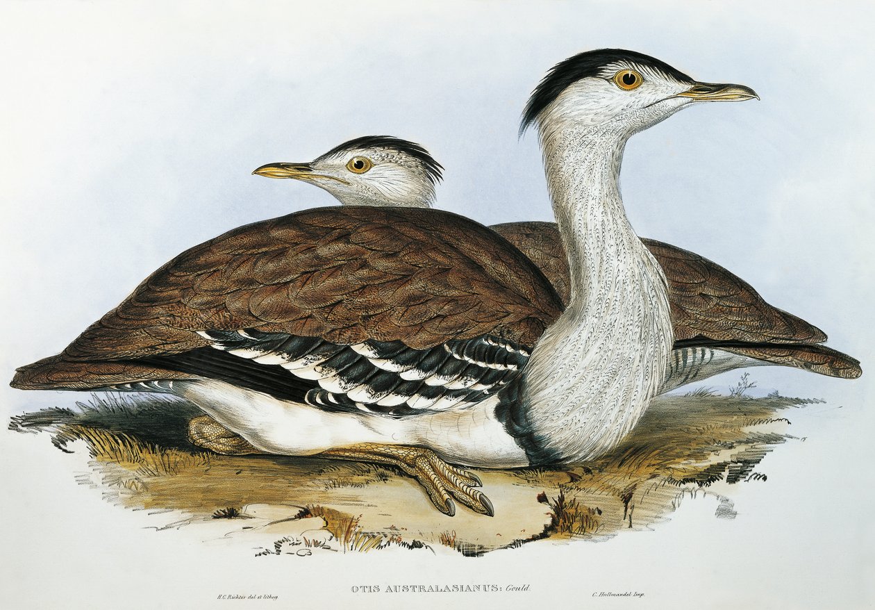 الاسترالية بوسترارد (Otis australasianus) بواسطة جون جولد