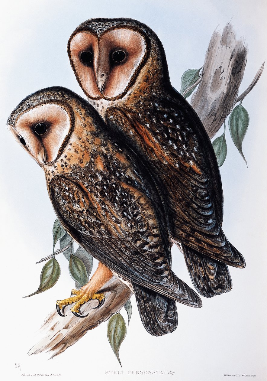 البومة الأسترالية المقنعة (Strix personata) ، مطبوعة حجرية من Birds of Australia بواسطة جون جولد