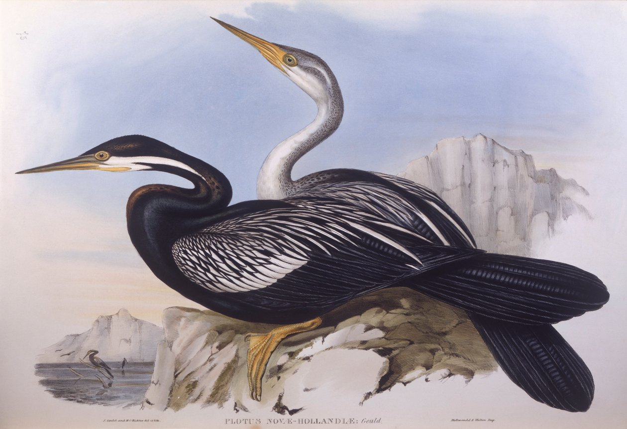 ربة أسترالية (Anhinga novaehollandiae) ، نقش لجون جولد بواسطة جون جولد