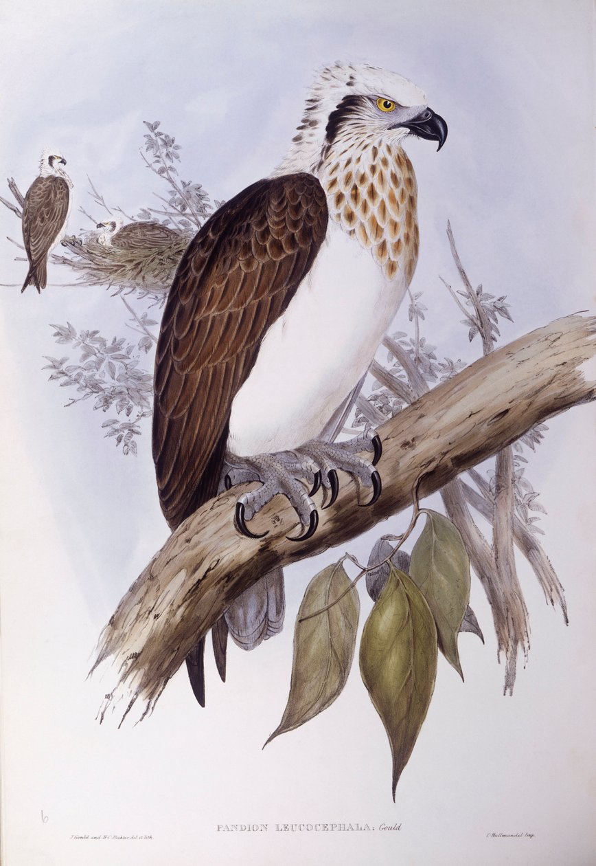 العقاب الأسترالي (Pandion haliaetus cristatus) ، نقش لجون جولد بواسطة جون جولد