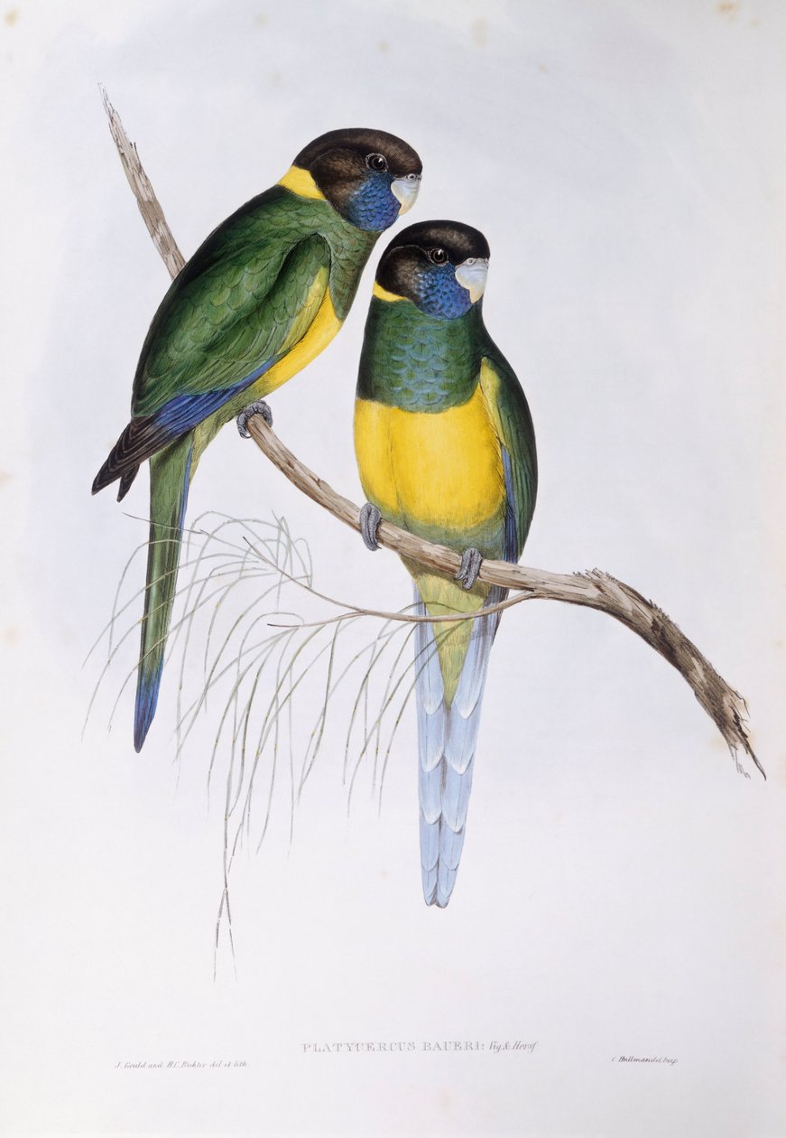 الحلقة الأسترالية (Barnardius أو Platycercus zonarius) ، نقش بواسطة جون جولد بواسطة جون جولد