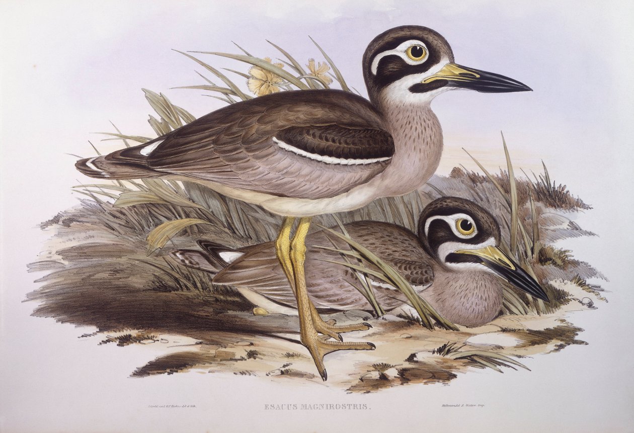 الركبة السميكة للشاطئ (Esacus magnirostris أو Burhinus giganteus) ، نقش بواسطة جون جولد بواسطة جون جولد
