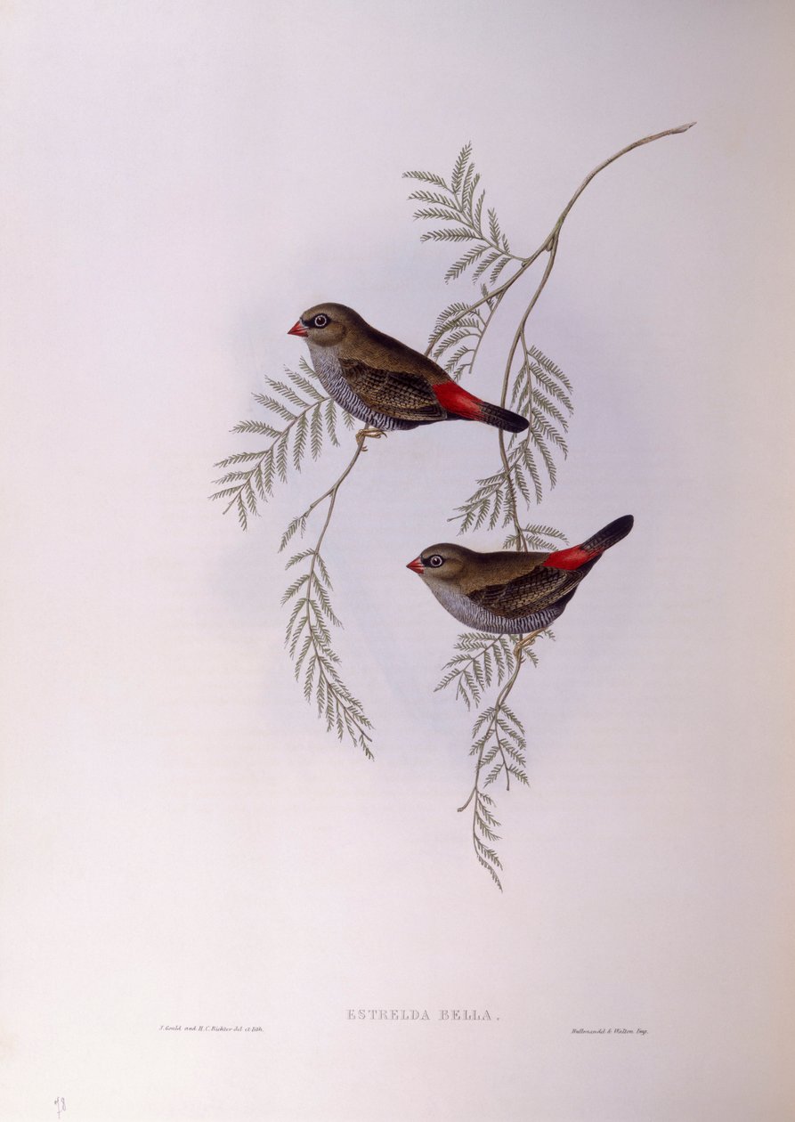 ذيل ناري جميل (Stagonopleura bella) ، نقش بواسطة John Gould بواسطة جون جولد