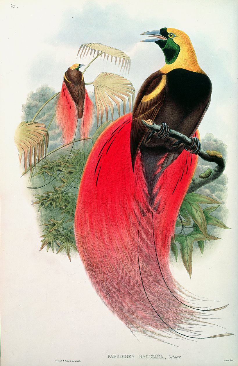 طائر الجنة ، نقش بواسطة T. Walter بواسطة جون جولد