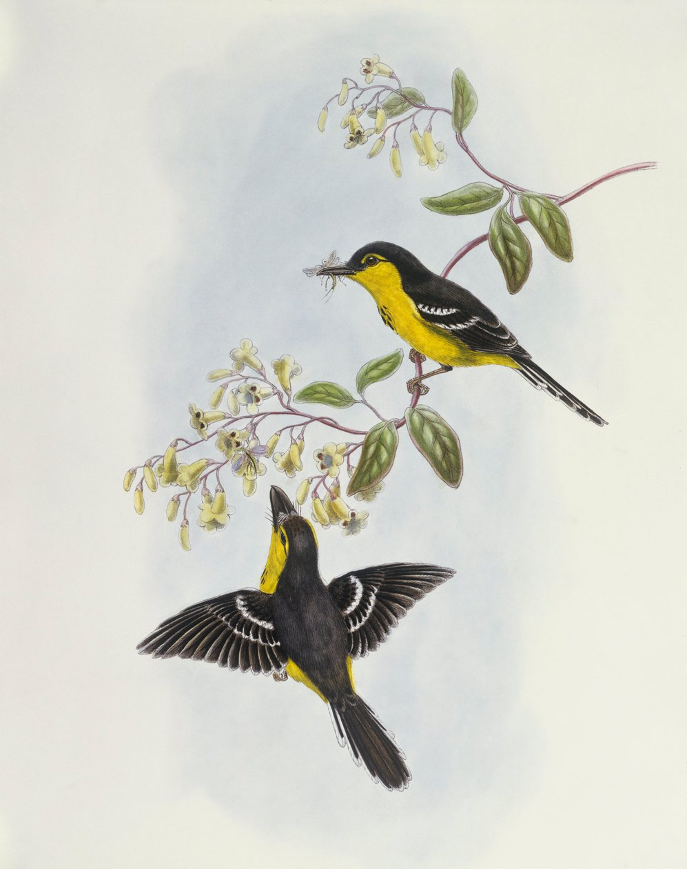 منقار القارب أسود الصدر (Machaerirhynchus nigripectus) ، نقش بواسطة جون جولد بواسطة جون جولد