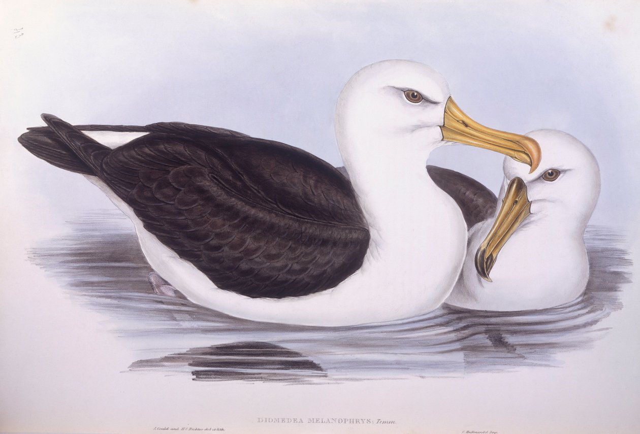 طائر القطرس الأسود (Diomedea o Thalassarche melanophrys) ، نقش بواسطة John Gould بواسطة جون جولد
