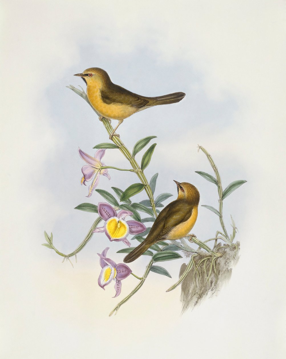 الثرثار ذو الذقن الأسود (Stachyris pyrrhops) ، نقش بواسطة John Gould بواسطة جون جولد