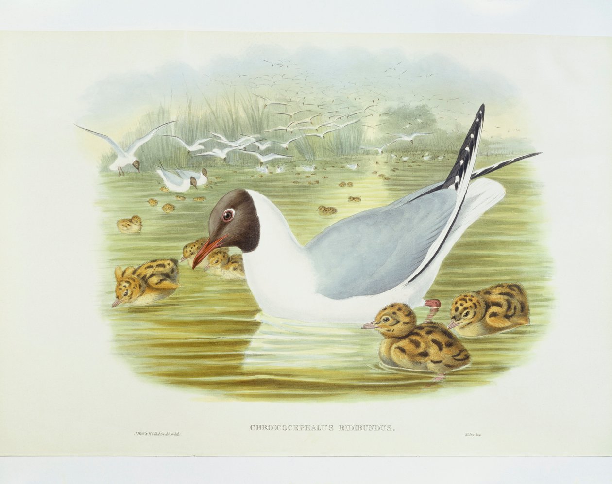 نورس أسود الرأس (Larus ridibundus) نقش لجون جولد وويليام هارت و HC Richter بواسطة جون جولد