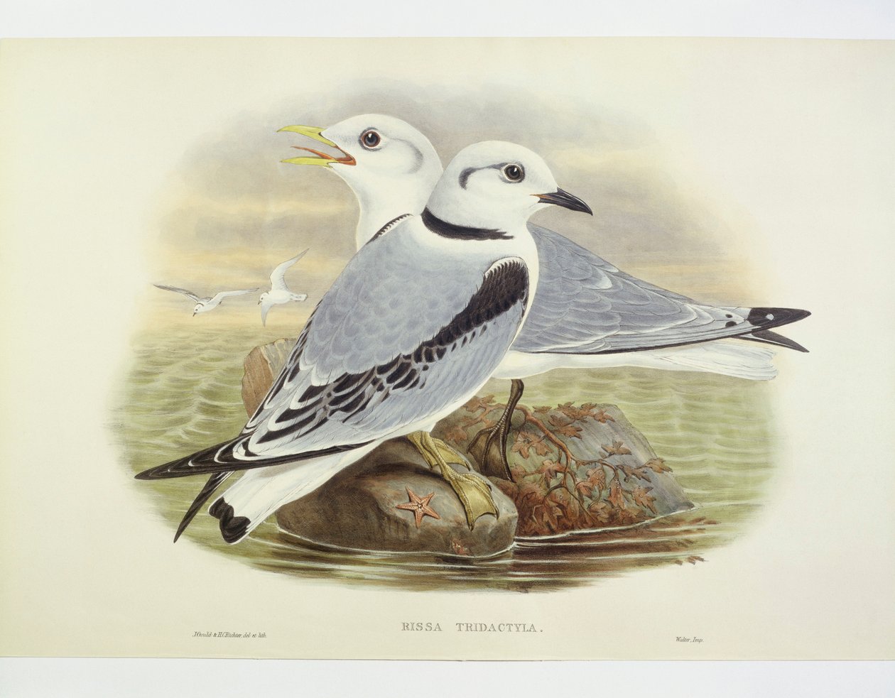 كيتيواكي أسود الأرجل (Rissa tridactyla) ، نقش بواسطة John Gould ، William Hart ، HC Richte بواسطة جون جولد
