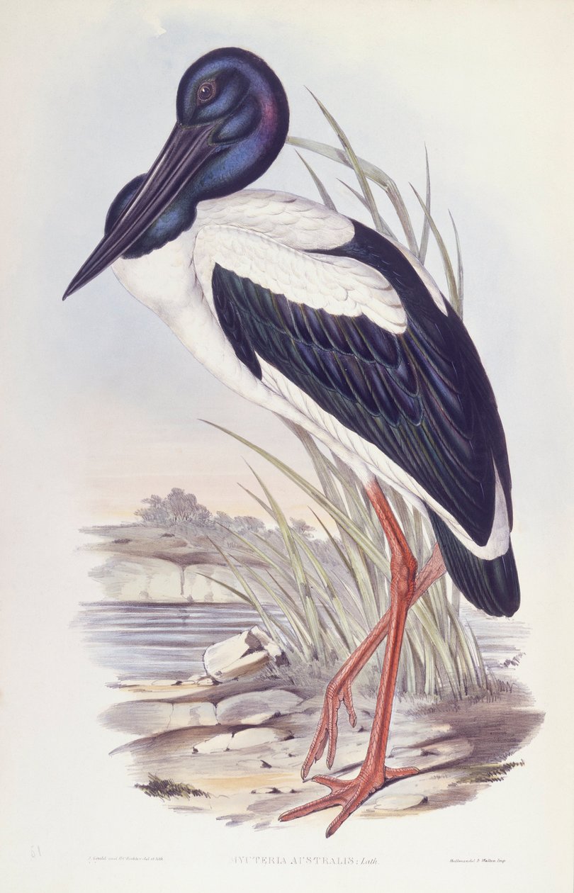 اللقلق الأسود العنق (Ephippiorhynchus asiaticus) ، نقش بواسطة جون جولد بواسطة جون جولد