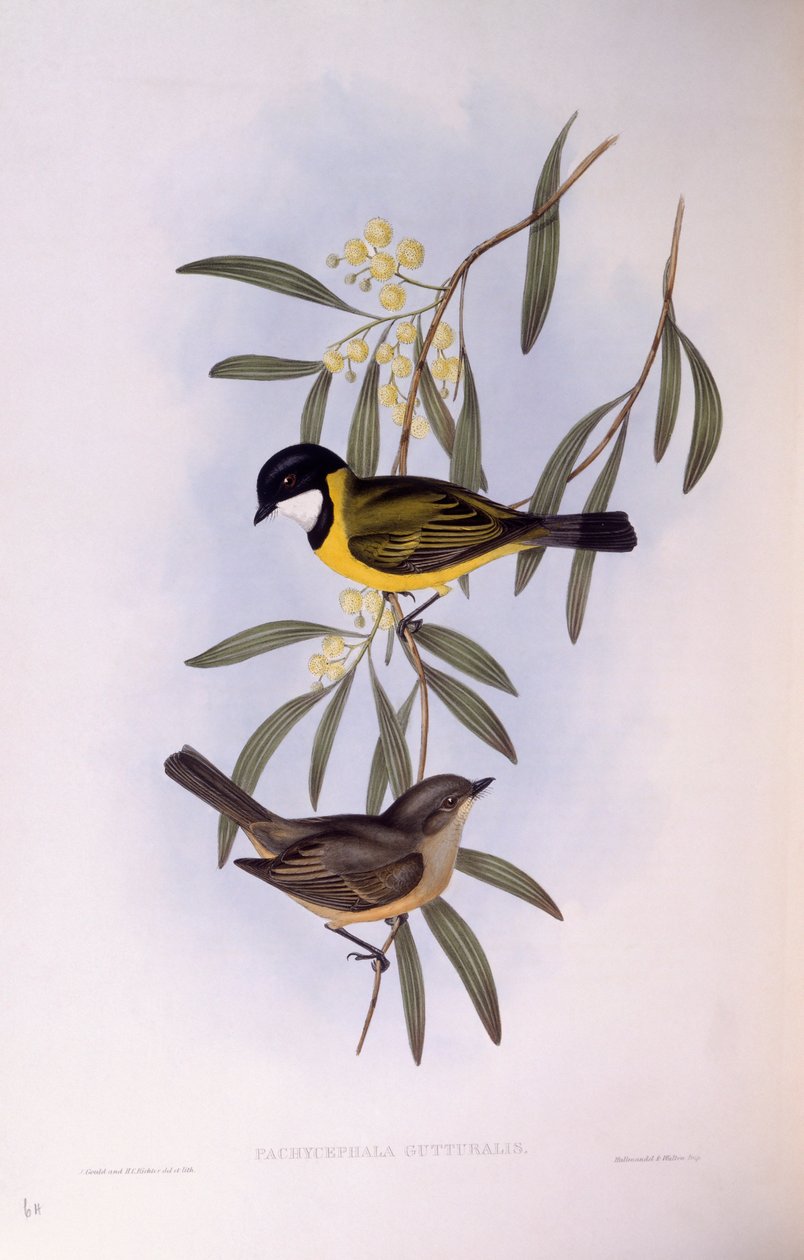 صافرة سوداء الذيل (Pachycephala melanura) ، نقش بواسطة John Gould بواسطة جون جولد