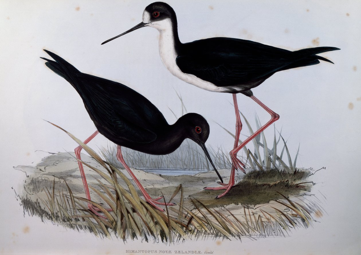 Stilt الأسود (Himantopus novaezelandiae) ، نقش من Birds of Australia بواسطة جون جولد