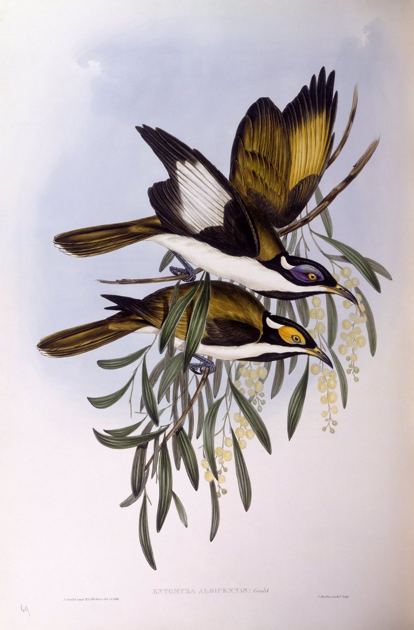 آكل العسل ذو الوجه الأزرق (Entomyzon cyanotis) ، نقش بواسطة John Gould بواسطة جون جولد