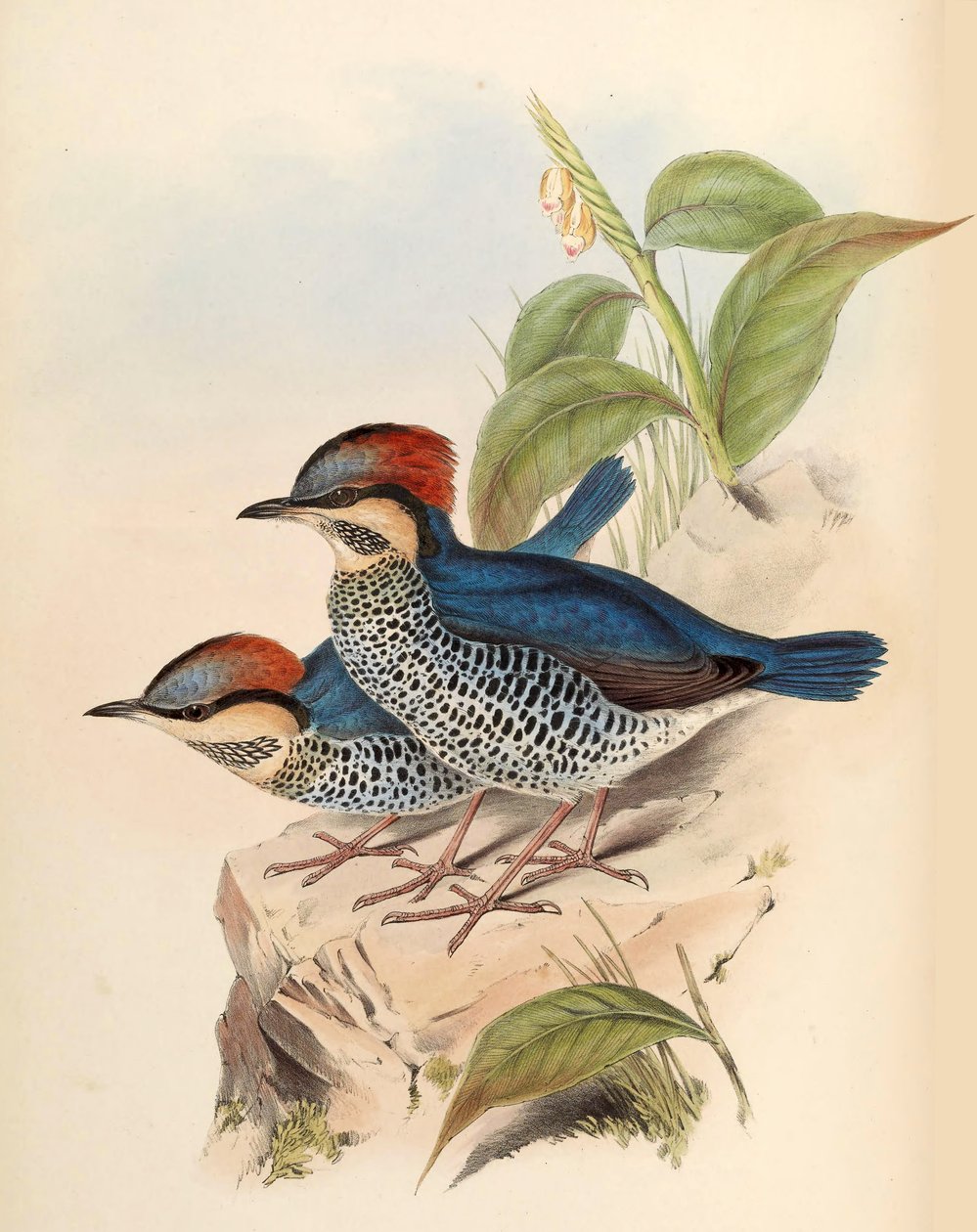 Blue Pitta Pitta cyanea Blyth بواسطة جون جولد