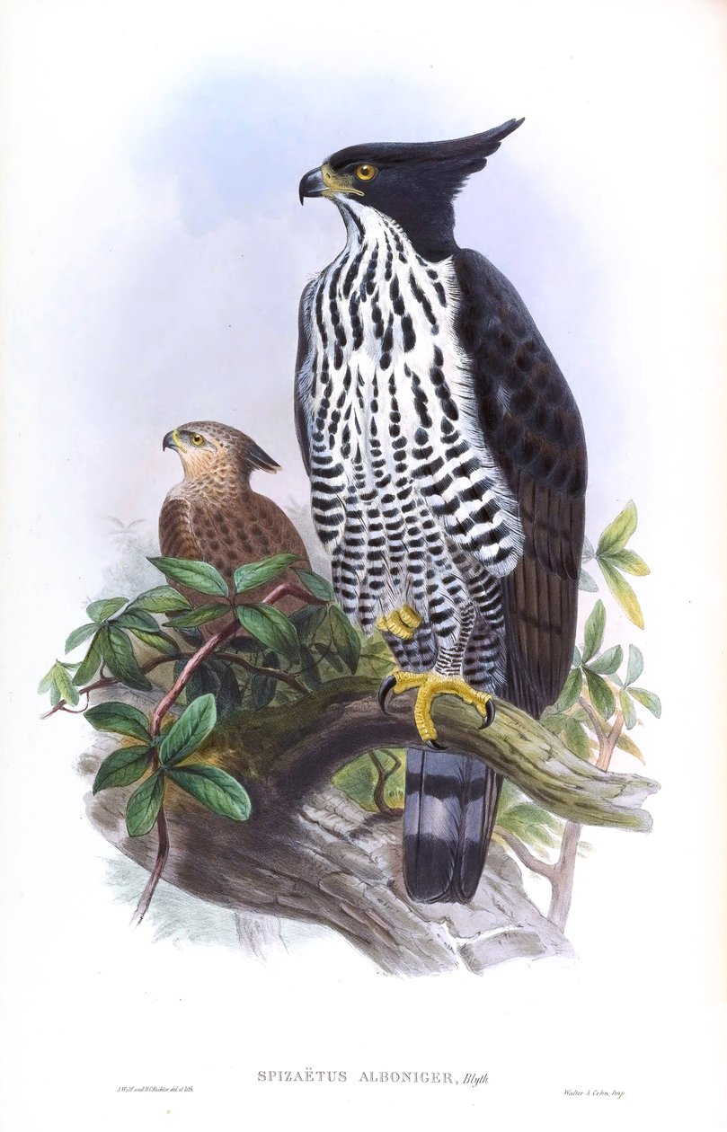 Blyth&39;s Hawk-Eagle Nisaetus alboniger (Gmelin) بواسطة جون جولد