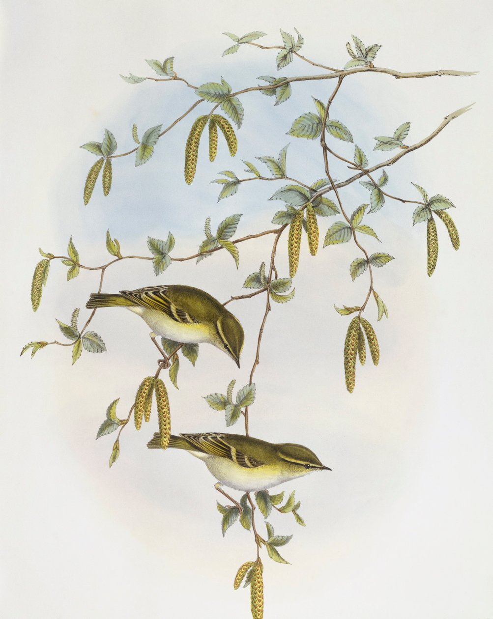 نقش أوراق بليث (Phylloscopus reguloides) ، نقش بواسطة John Gould بواسطة جون جولد