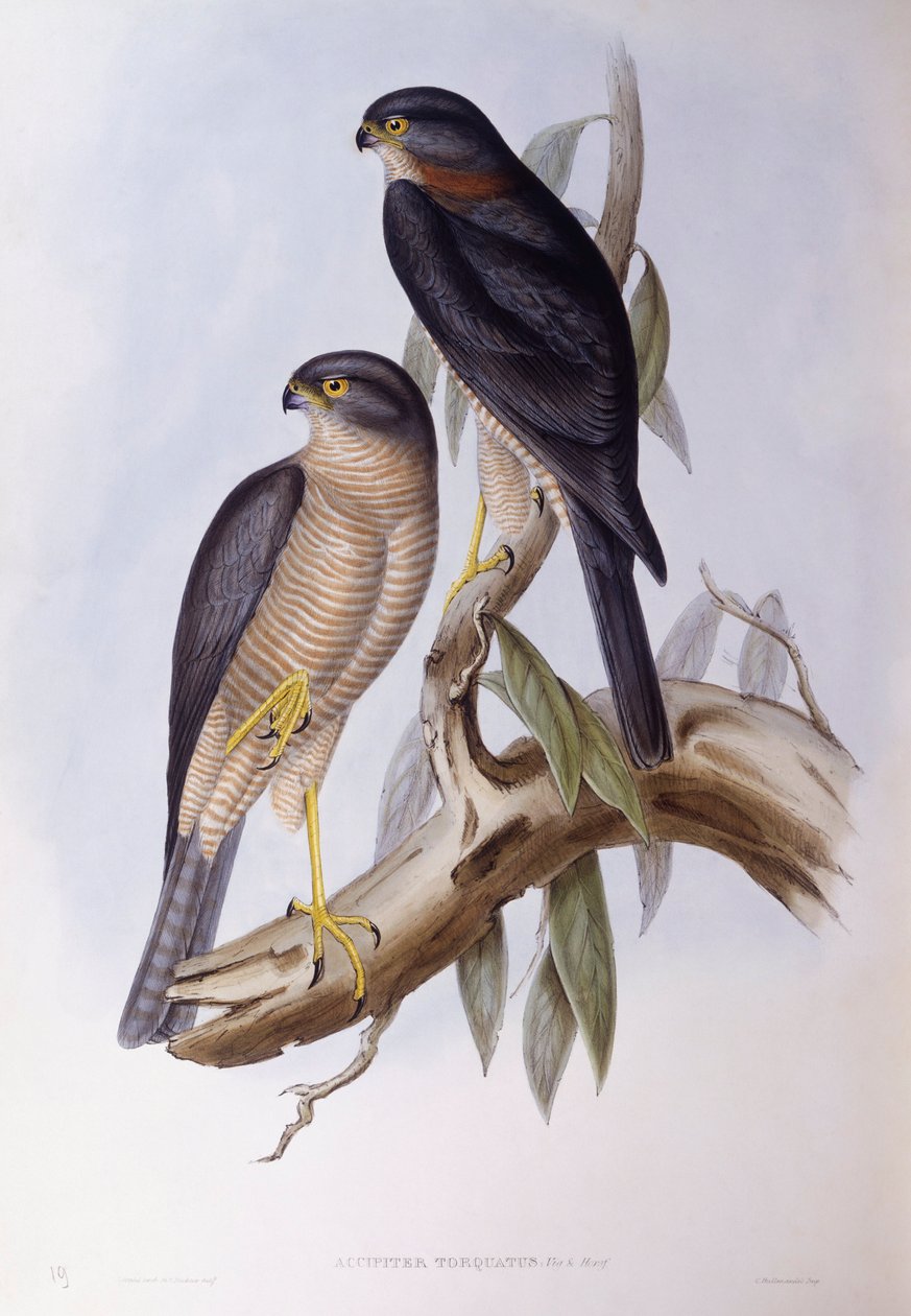 الغطاس البني (Cinclus pallasii) ، نقش بواسطة جون جولد بواسطة جون جولد