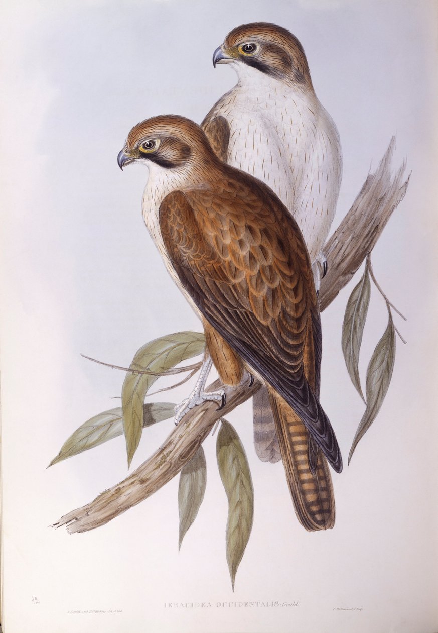 الصقر البني (Falco berigora occidentalis) ، نقش لجون جولد بواسطة جون جولد