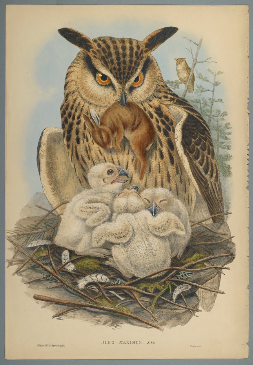 Bubo Maximus: Owl (لون ليثو على ورق منسوج) بواسطة جون جولد