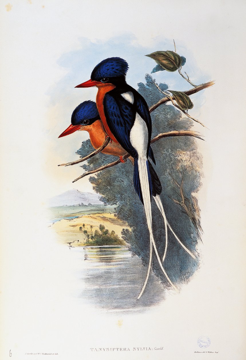 صياد الجنة صغار الصدر (Tanysiptera sylvia) بواسطة جون جولد