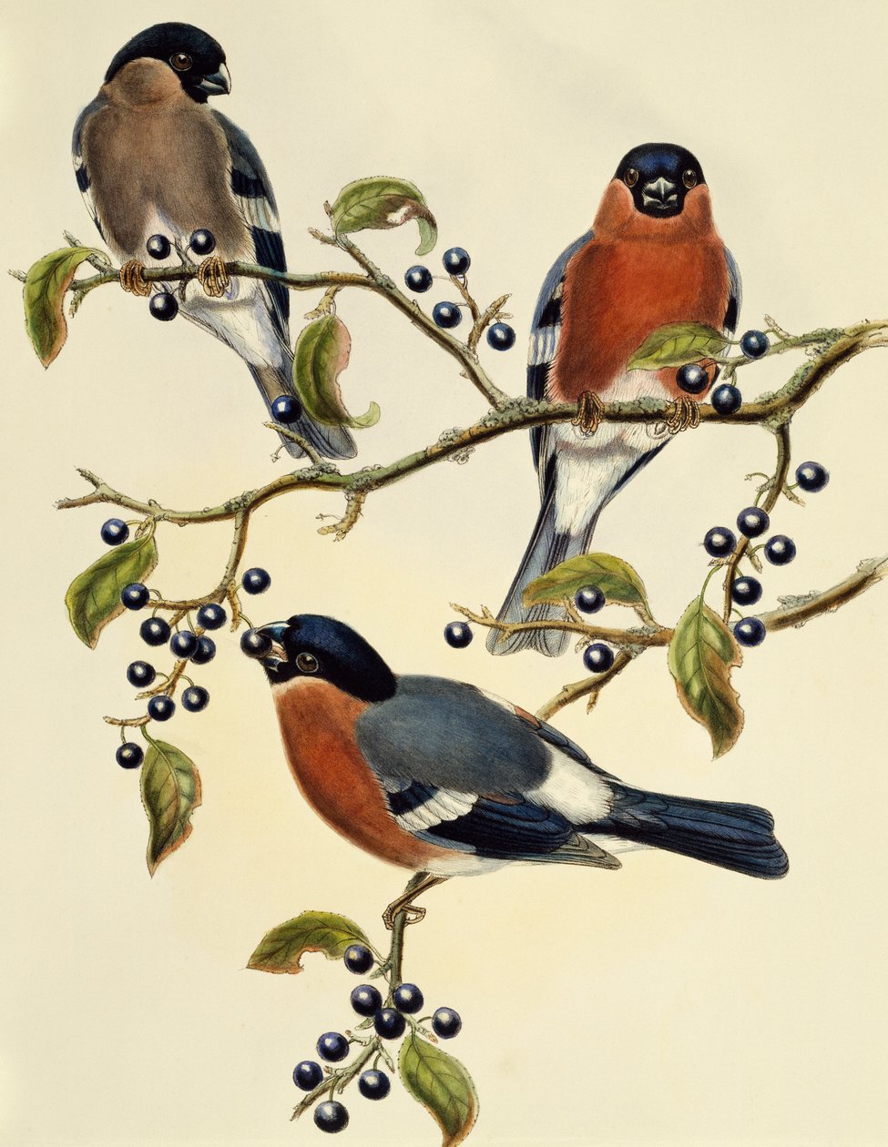 Bullfinch (Pyrrhula pyrrhula) ، نقش بواسطة John Gould (1804-1881). المملكة المتحدة بواسطة جون جولد