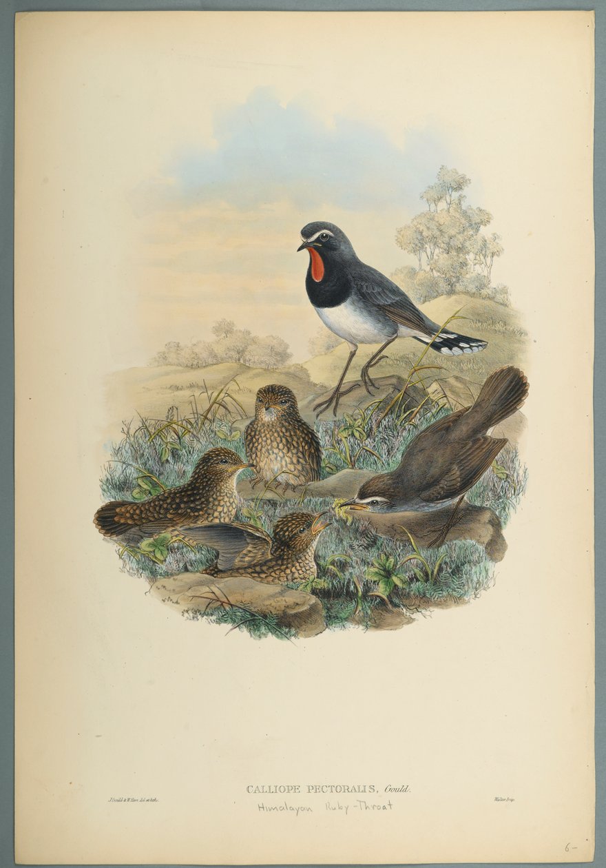 Calliope Pectoralis (ليثو ملون على ورق منسوج) بواسطة جون جولد