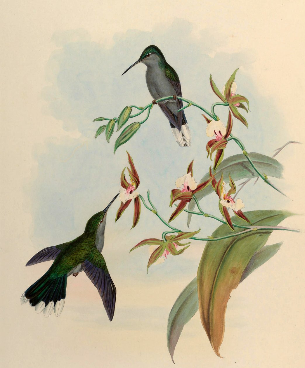 Campylopterus latipennis = العطيفة الحلزونية بواسطة جون جولد