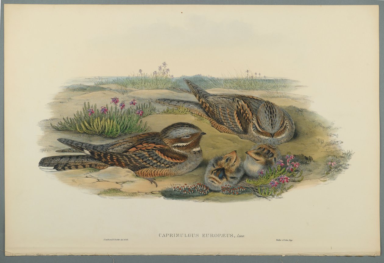 Caprimulgus Europaeus (ليثو ملون على ورق منسوج) بواسطة جون جولد