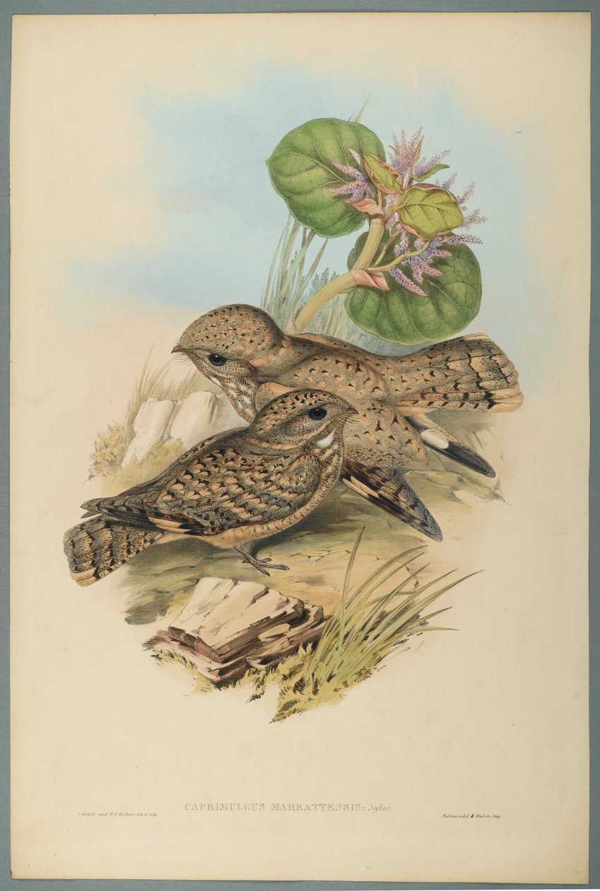 Caprimulgus Mahrattensis ، Nightjar (لون ليثو على ورق منسوج) بواسطة جون جولد