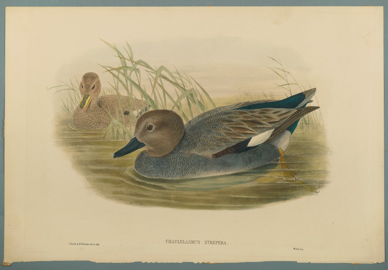 Chaulelasmus Strepera: Gadwell Ducks (لون ليثو على ورق منسوج) بواسطة جون جولد