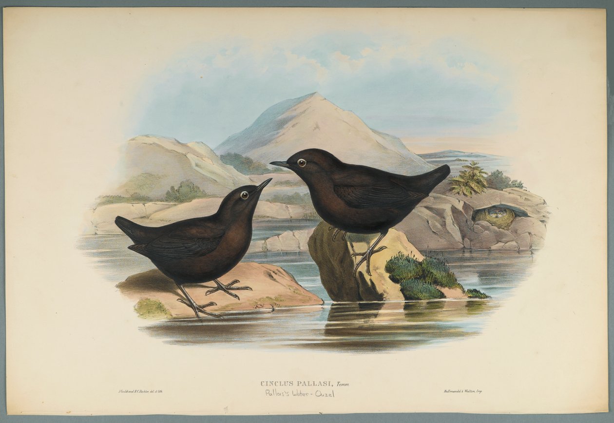 Cinclus Pallasi: Pallas Water Ouzel (ليثو ملون على ورق منسوج) بواسطة جون جولد