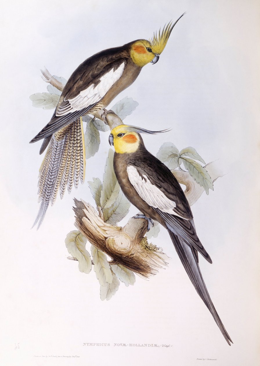 كوكاتيل (Nymphicus hollandicus) ، نقش لجون جولد بواسطة جون جولد