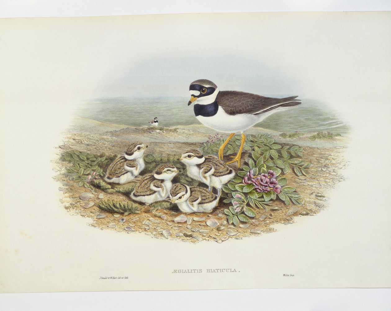 الزقزاق الحلقي الشائع (Charadrius hiaticula) ، رسم توضيحي بواسطة جون جولد
