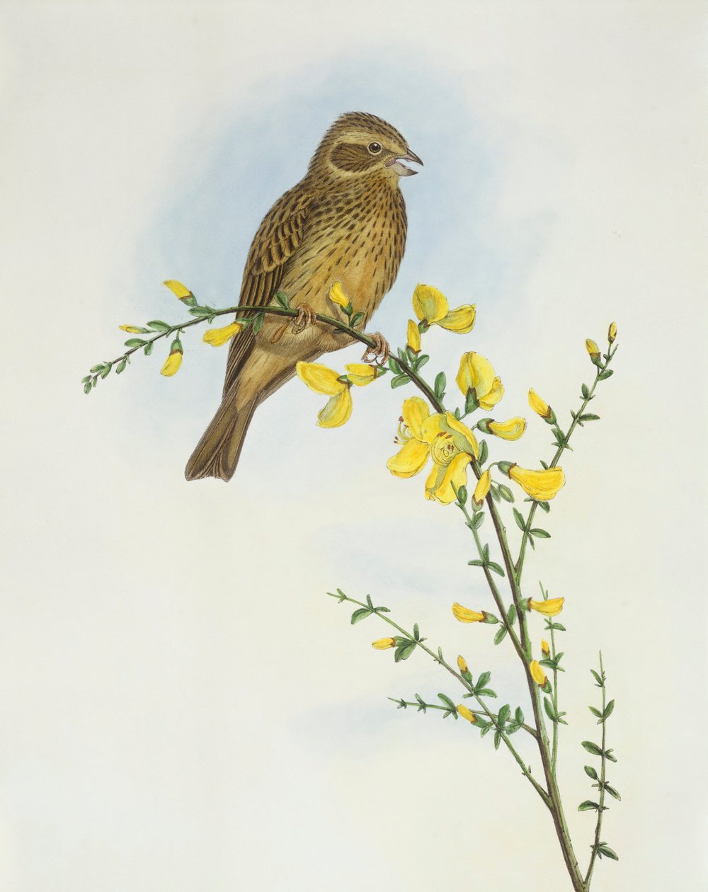 درسة الذرة (Miliaria o Emberiza calandra) ، نقش بواسطة John Gould بواسطة جون جولد