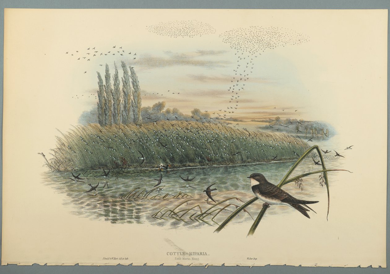 Cotyle Riparia (ليثو ملون على ورق منسوج) بواسطة جون جولد