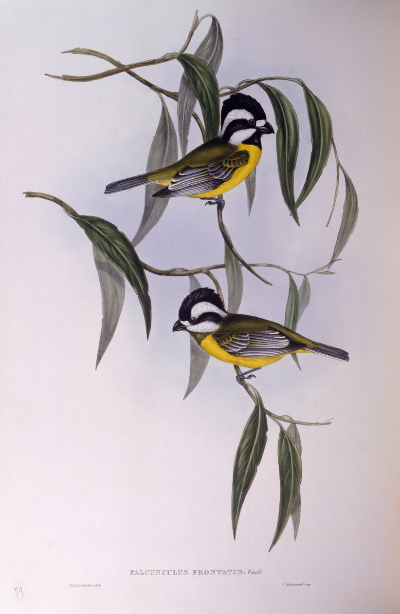 شريكتيت متوج (Falcunculus frontatus) ، نقش بواسطة جون جولد بواسطة جون جولد