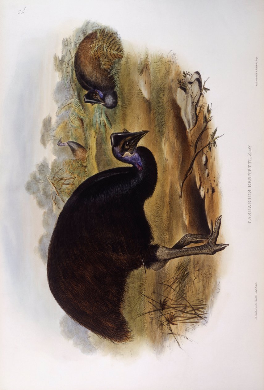 قزم كاسواري (Casuarius bennetti) ، نقش بواسطة John Gould بواسطة جون جولد