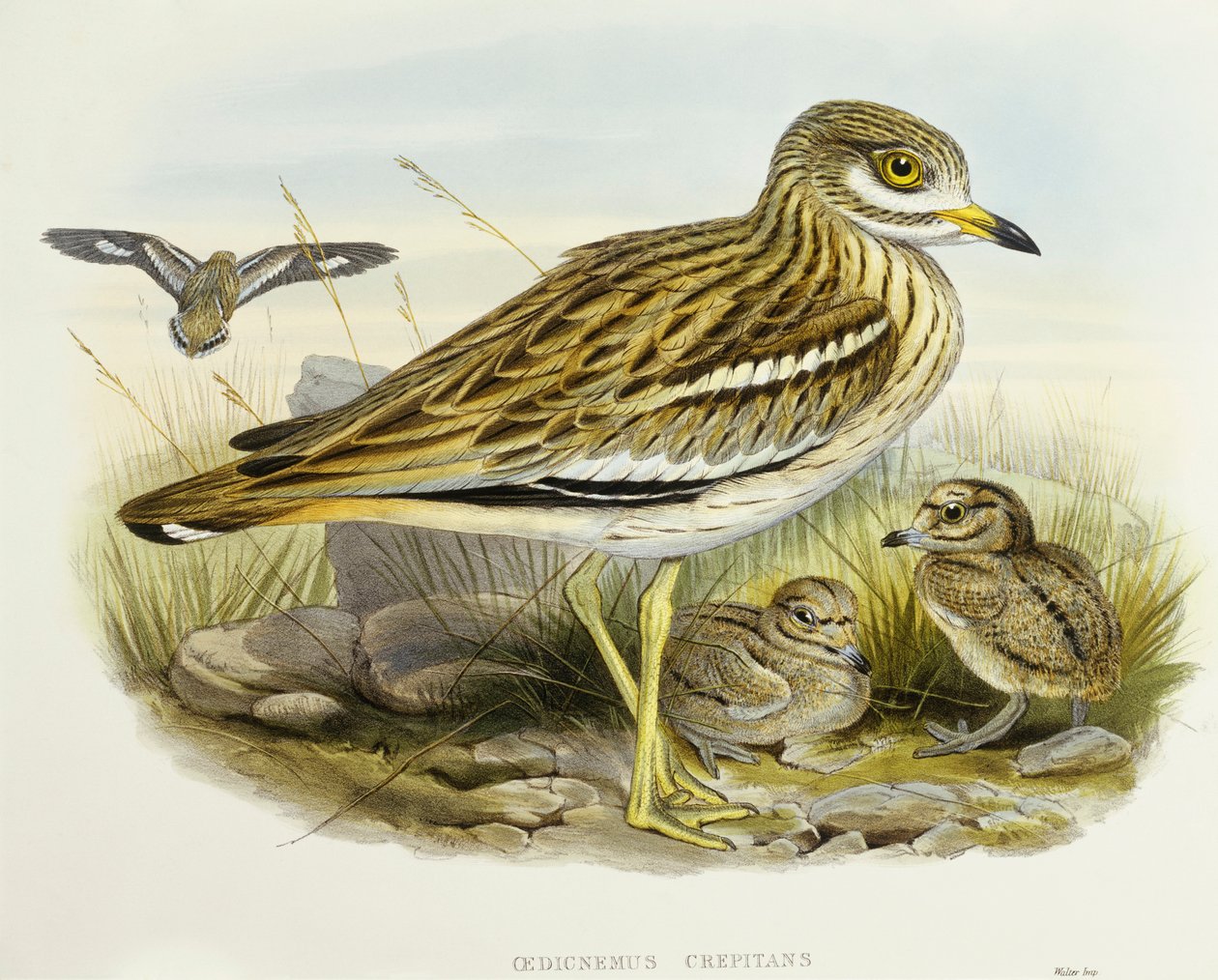 الركبة السميكة الأوراسية (Burhinus oedicnemus) ، نقش جون جولد بواسطة جون جولد