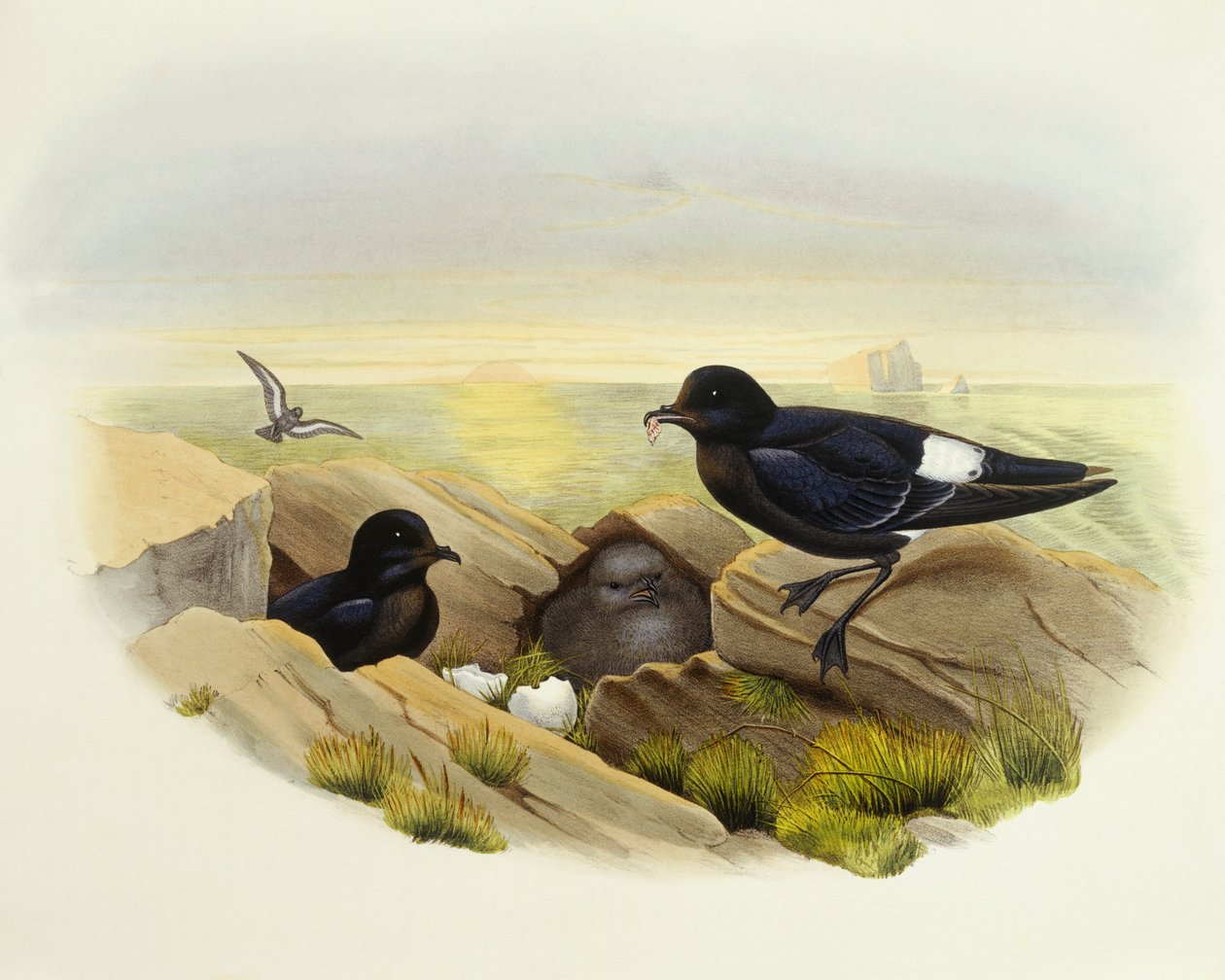 طائر النوء الأوروبي (Hydrobates pelagicus) ، نقش جون جولد بواسطة جون جولد