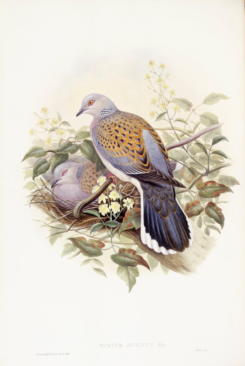 السلحفاة الأوروبية (Streptopelia turtur) ، نقش بواسطة جون جولد بواسطة جون جولد